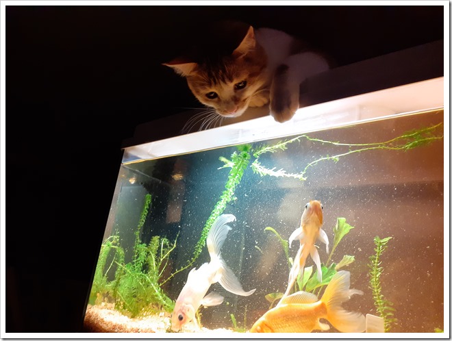 chat poissons