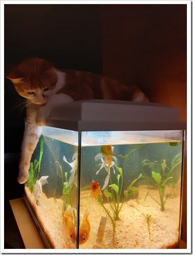 chat aquarium