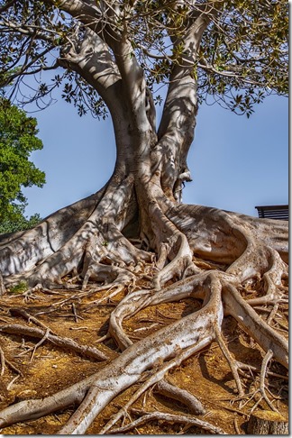 ancrage-énergetique-arbre-tronc-racines-feuilles